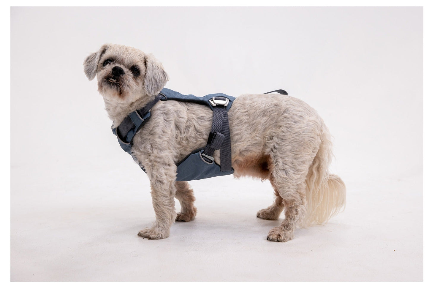 Load UpTM Dog Car Harness