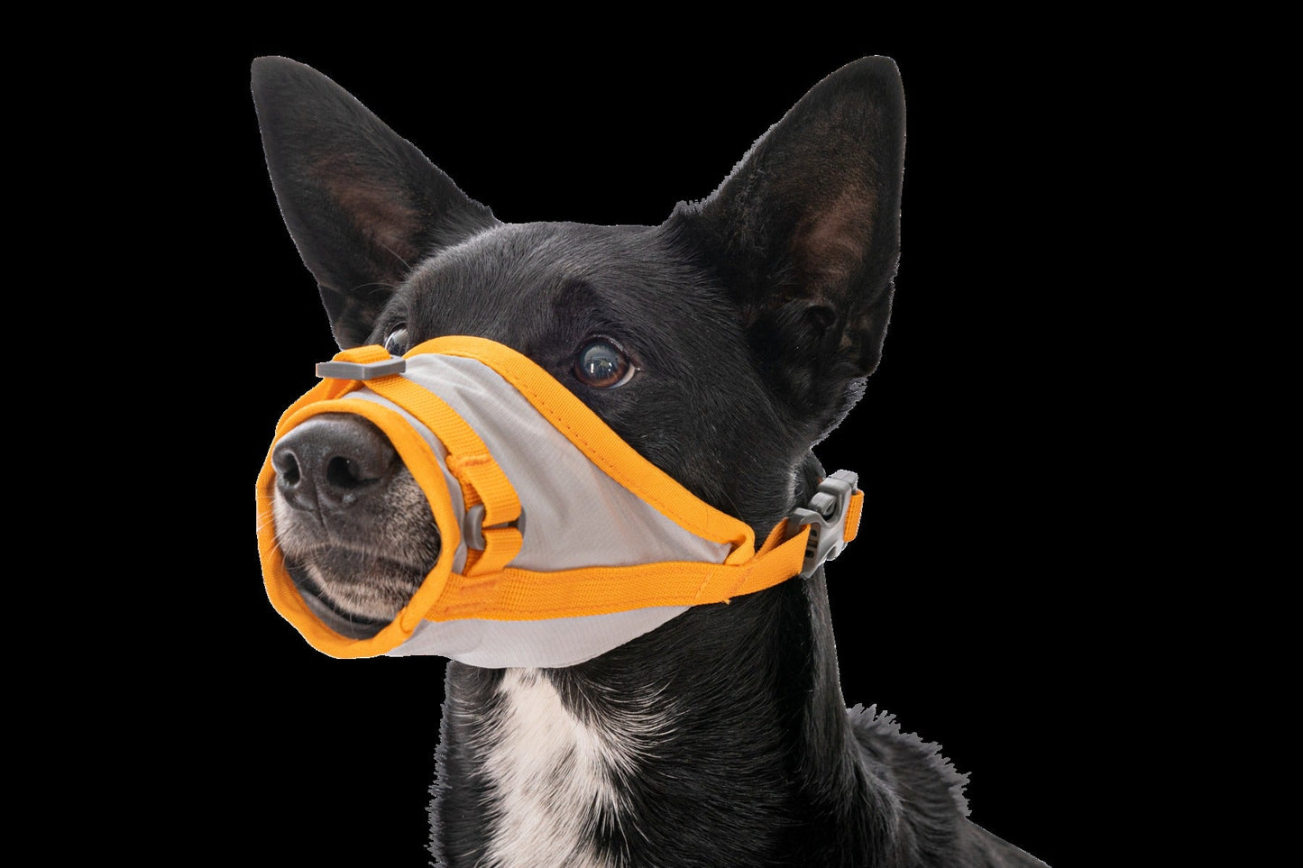 BackTrakTM Dog Evacuation Kit