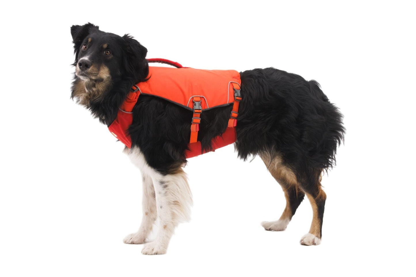 ConfluenceTM Dog Life Jacket