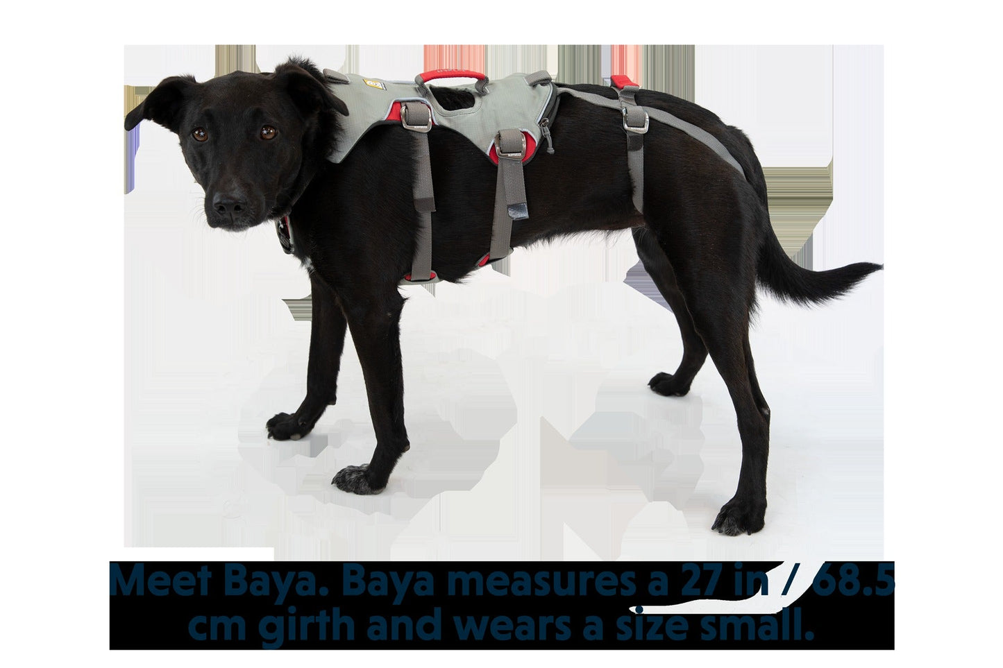 DoublebackTM Full Body Dog Harness