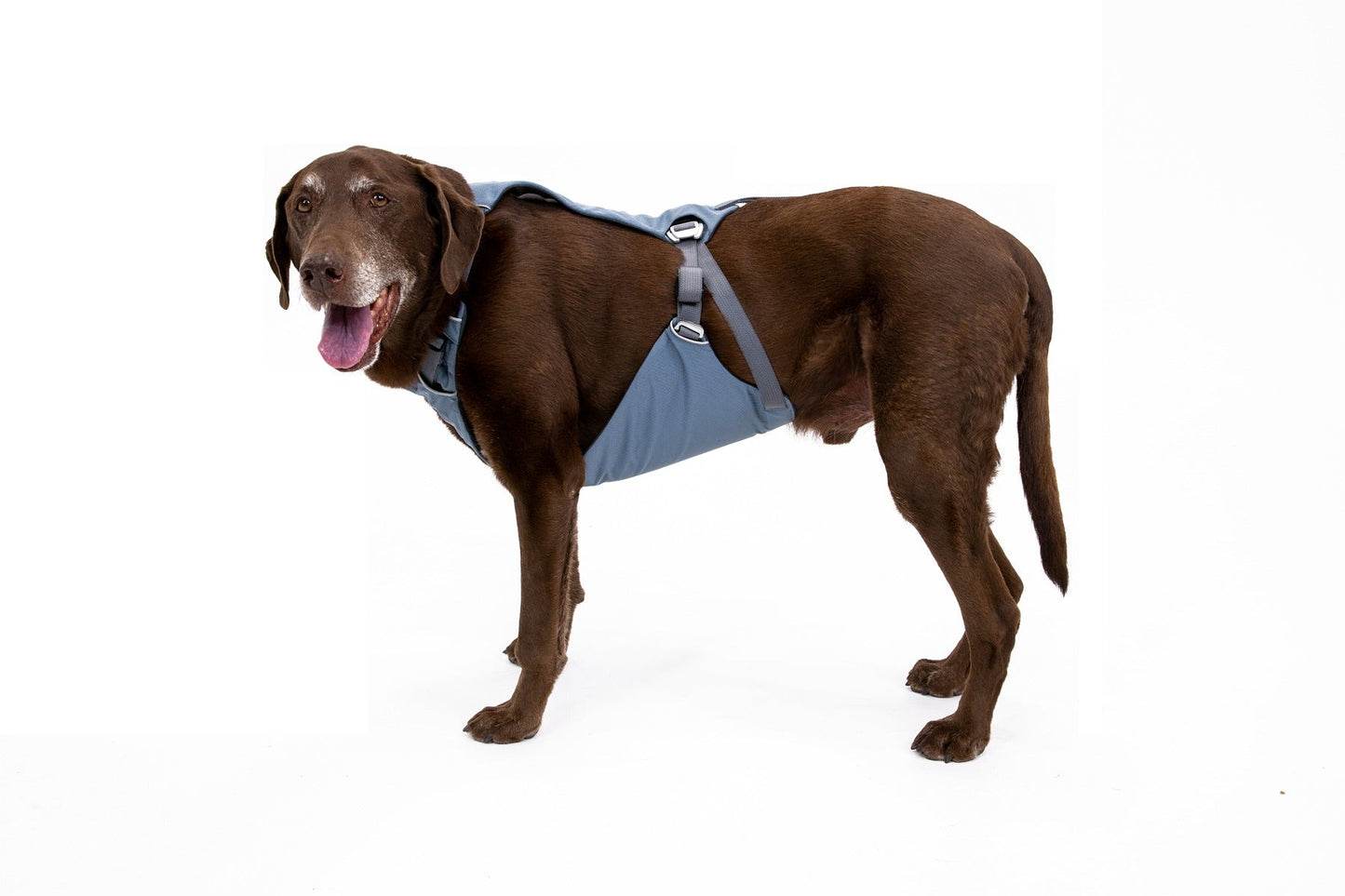 Load UpTM Dog Car Harness