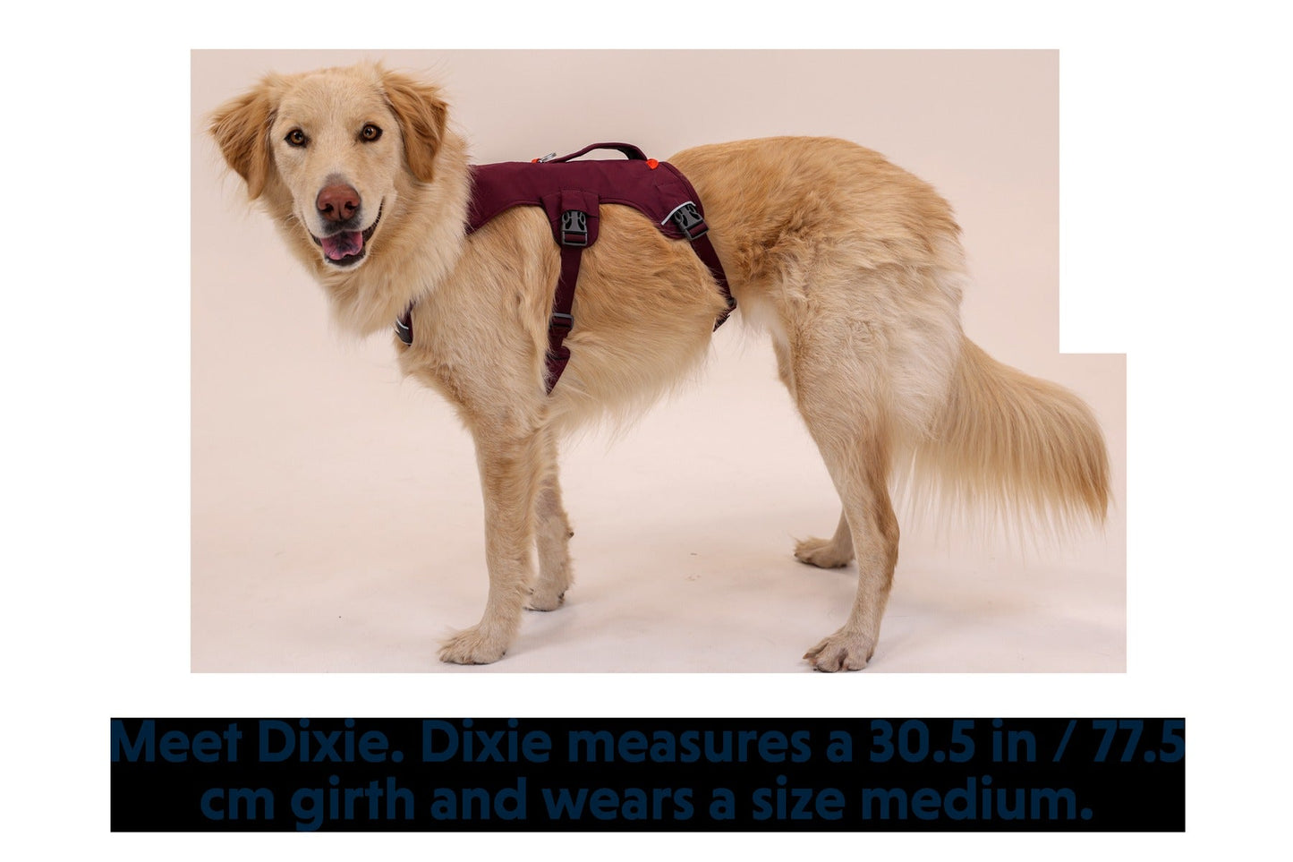 Web MasterTM Dog Harness with Handle