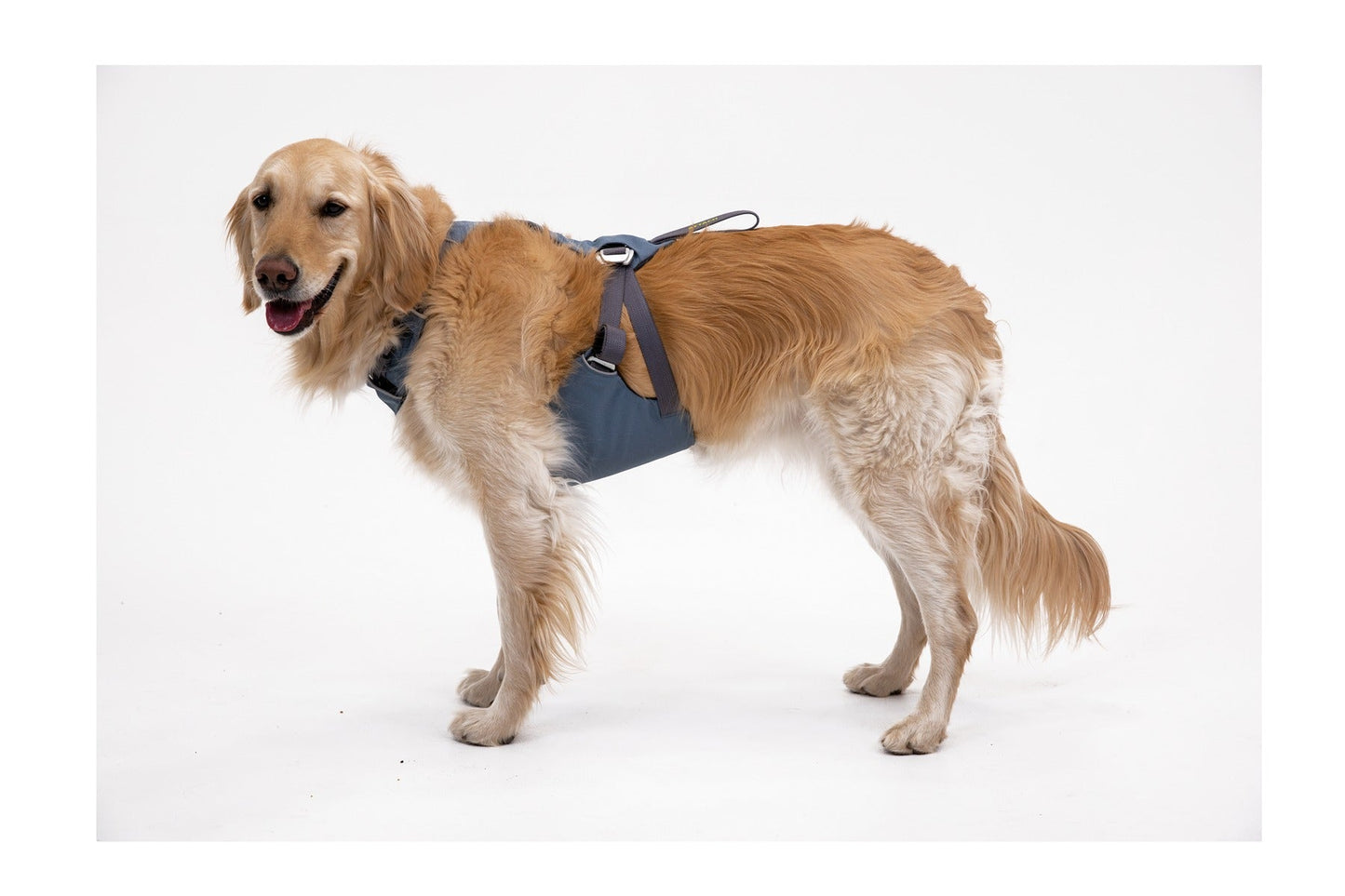 Load UpTM Dog Car Harness