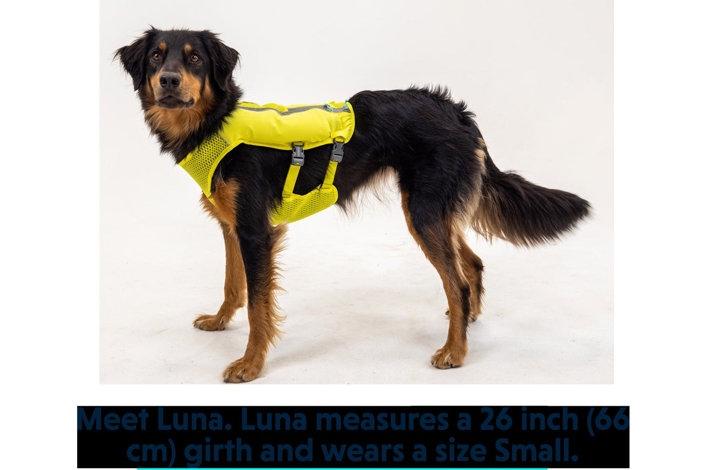 Trail RunnerTM Dog Running Vest