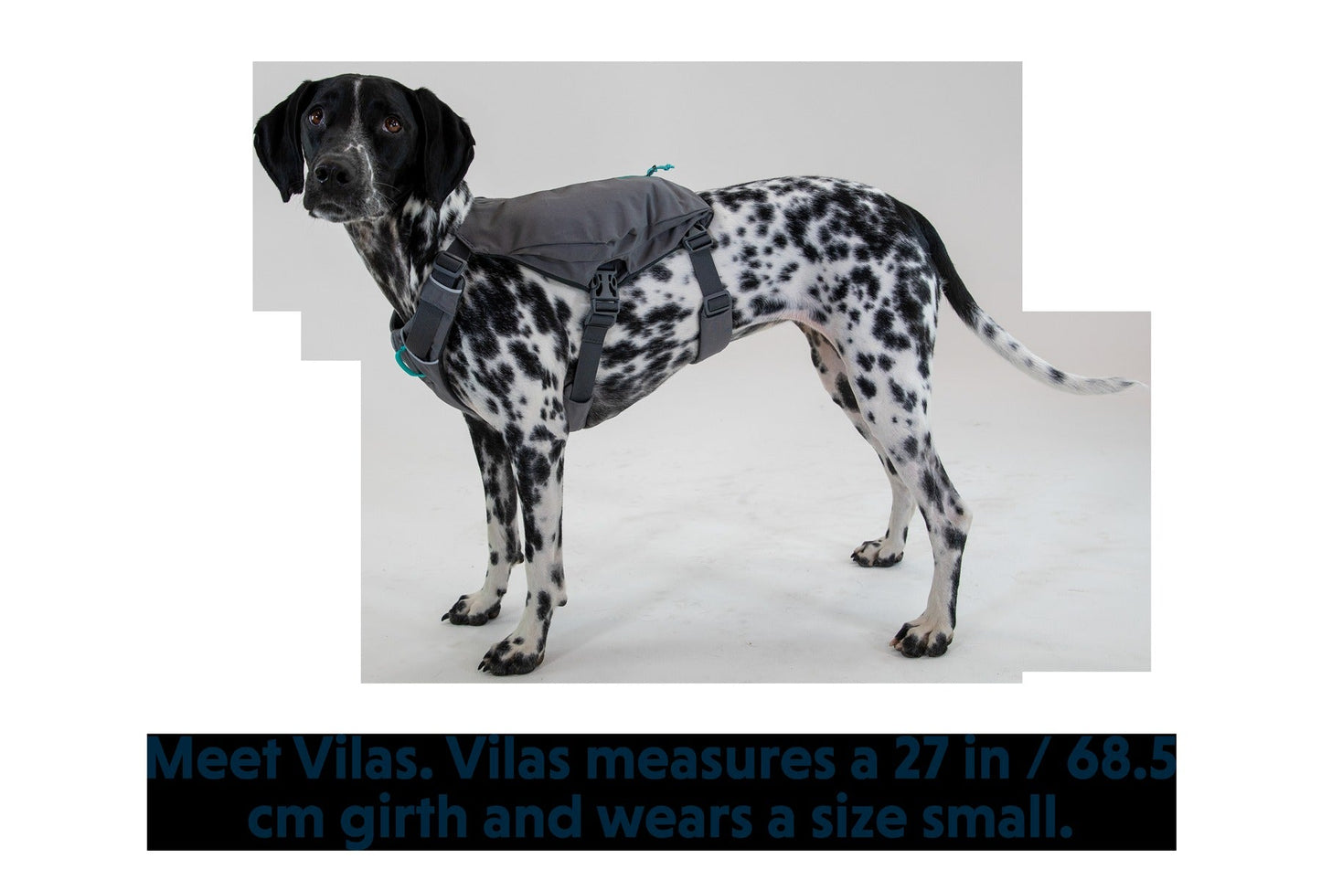 SwitchbakTM Dog Harness