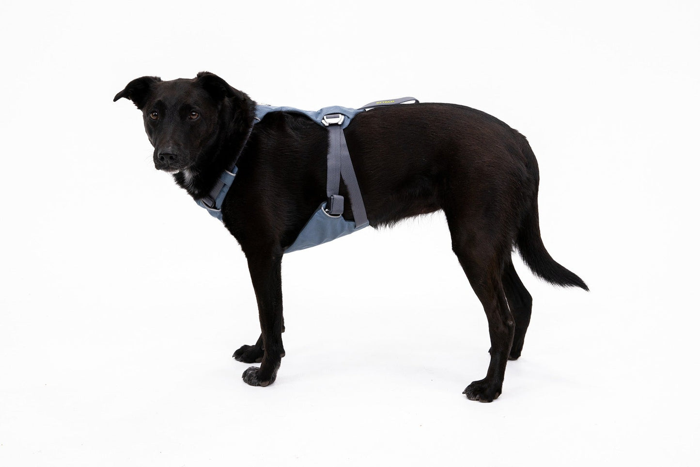 Load UpTM Dog Car Harness